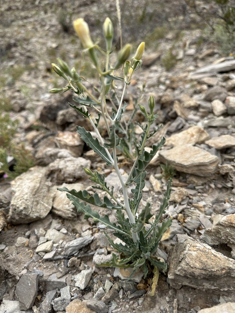 Mentzelia longiloba var. chihuahuaensis photo 4