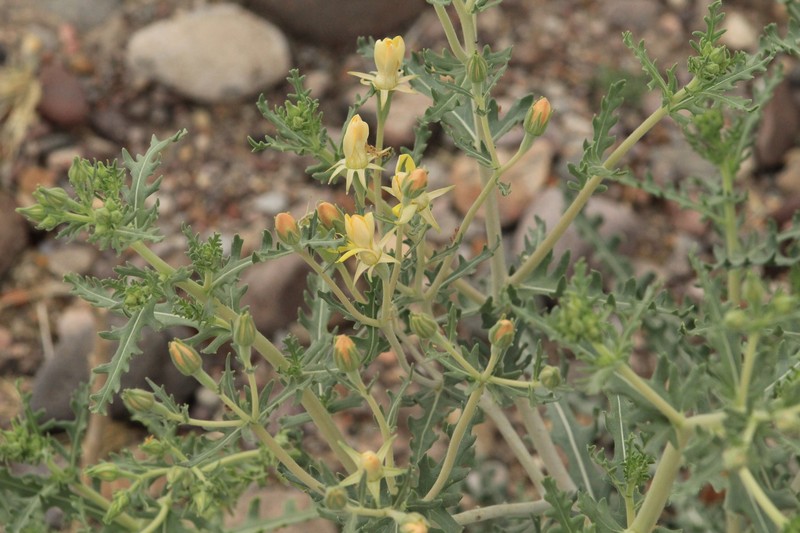 Mentzelia longiloba var. chihuahuaensis photo 5