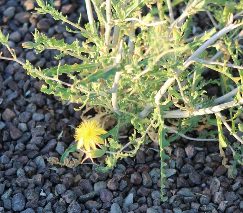 Mentzelia longiloba var. chihuahuaensis photo 6