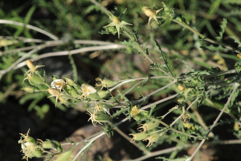 Mentzelia longiloba var. chihuahuaensis photo 7