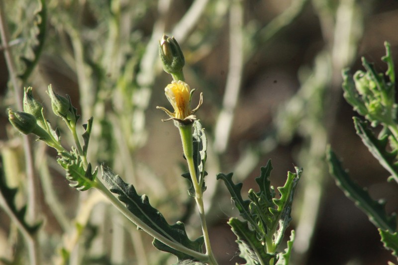 Mentzelia longiloba var. chihuahuaensis photo 8
