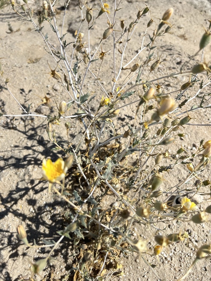 Mentzelia longiloba var. longiloba