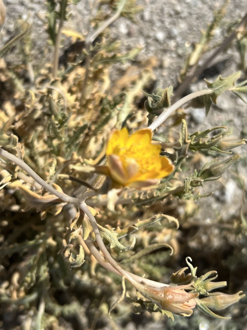 Mentzelia longiloba var. longiloba photo 2