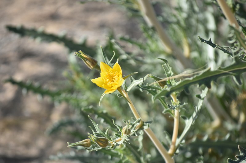 Mentzelia longiloba var. longiloba photo 3