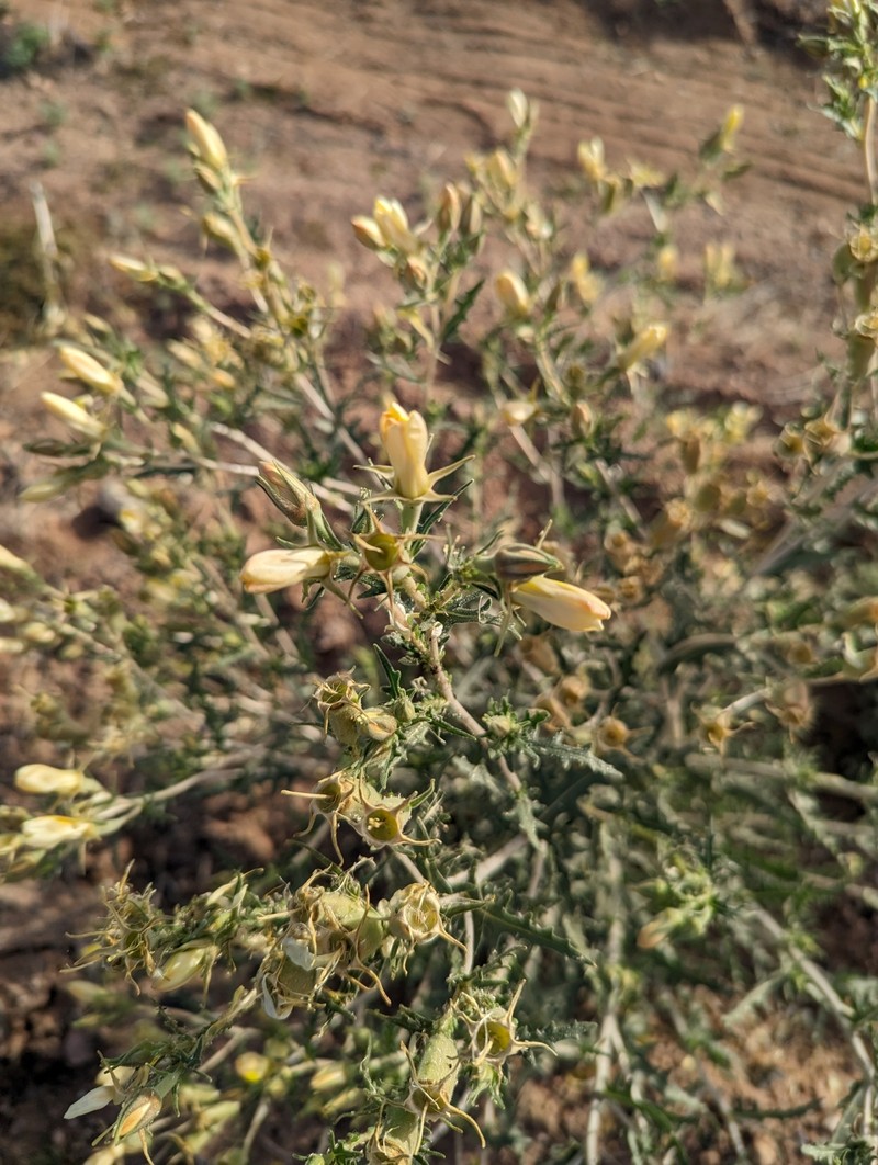 Mentzelia longiloba var. longiloba photo 4
