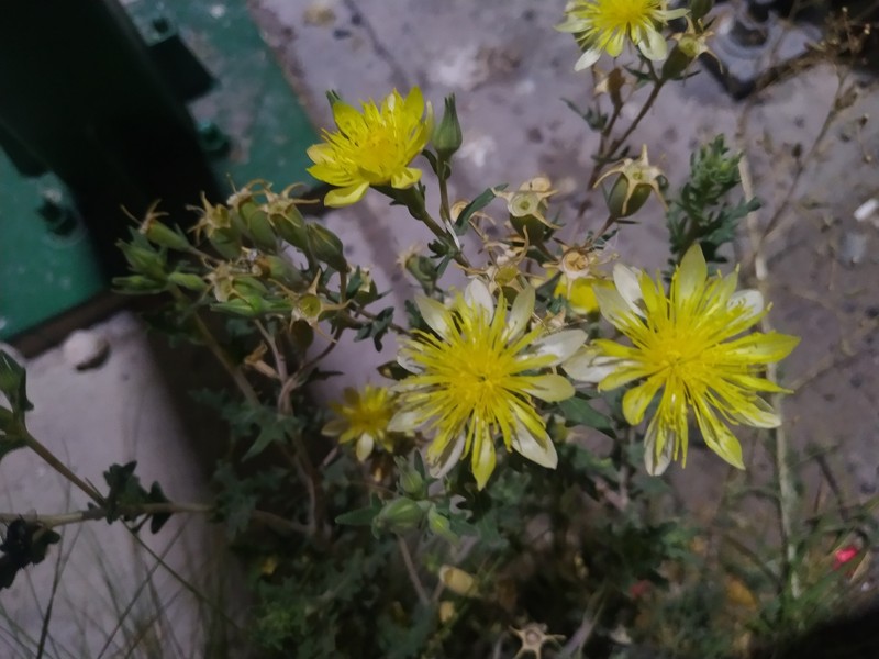 Mentzelia longiloba var. longiloba photo 5