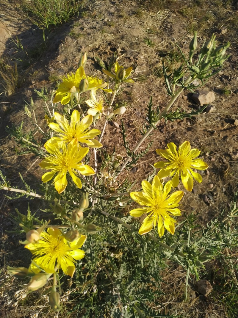 Mentzelia longiloba var. longiloba photo 6