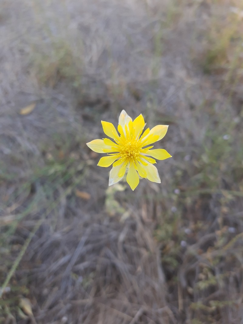 Mentzelia longiloba var. longiloba photo 7