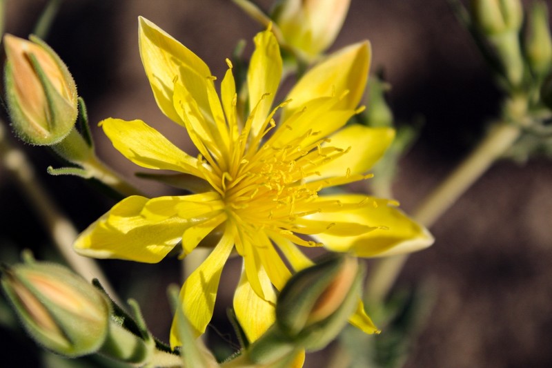 Mentzelia longiloba var. longiloba photo 8