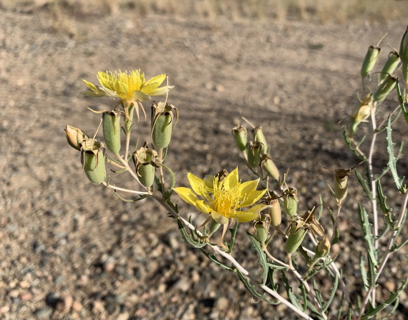 Mentzelia longiloba var. yavapaiensis