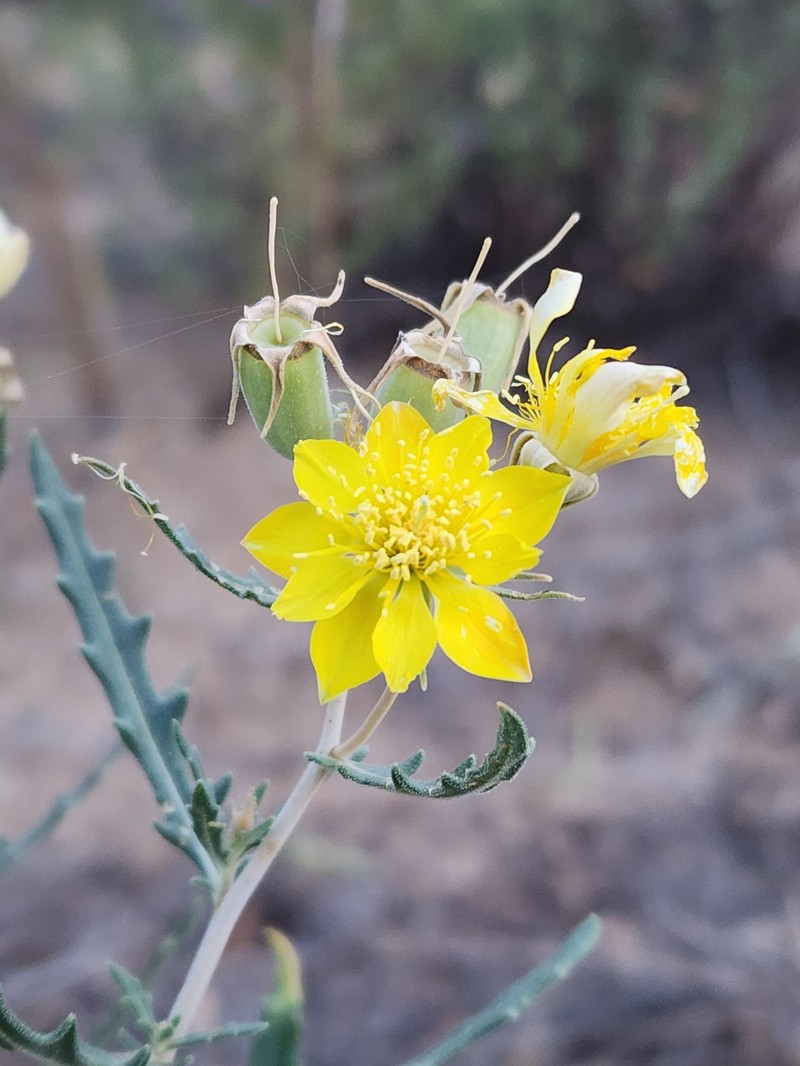 Mentzelia longiloba var. yavapaiensis photo 2
