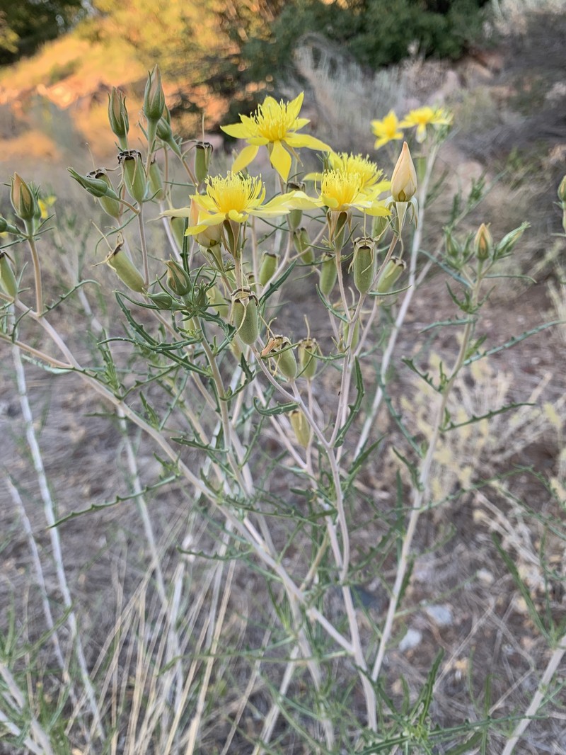 Mentzelia longiloba var. yavapaiensis photo 3