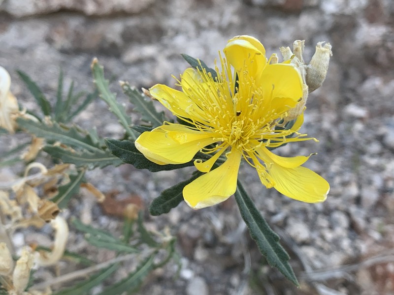 Mentzelia longiloba var. yavapaiensis photo 4