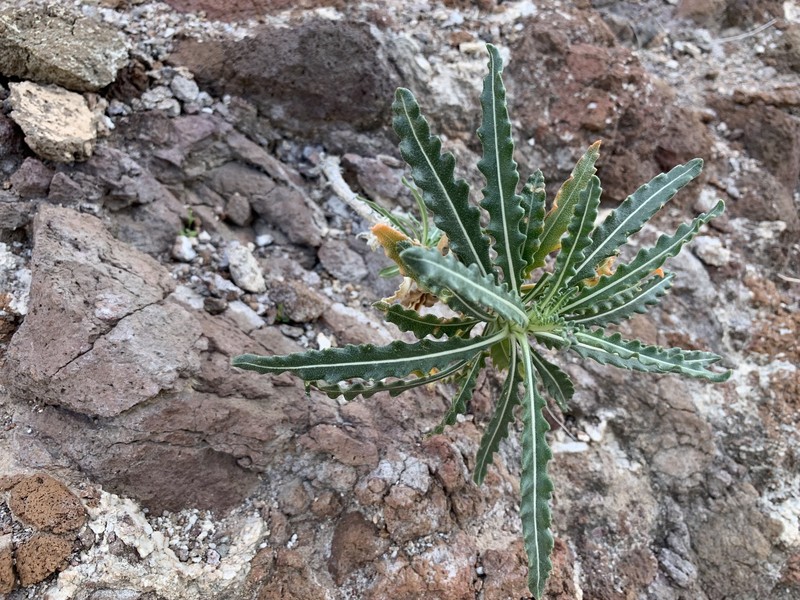 Mentzelia longiloba var. yavapaiensis photo 5