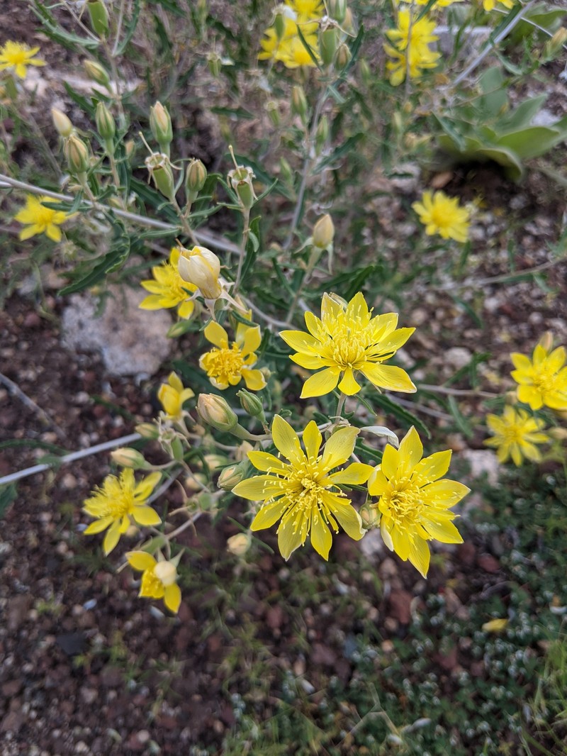 Mentzelia longiloba var. yavapaiensis photo 6