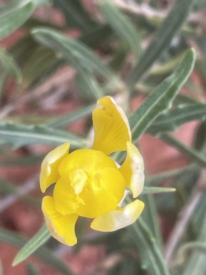 Mentzelia longiloba var. yavapaiensis photo 7