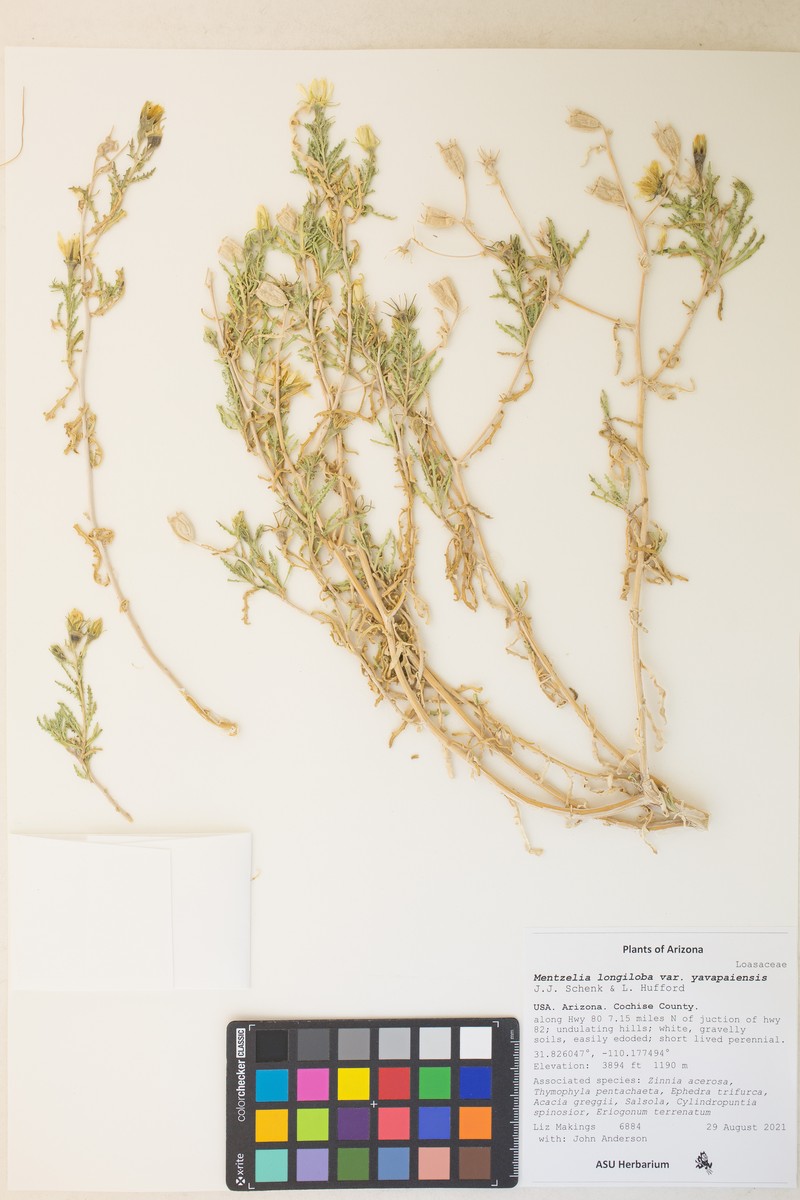 Mentzelia longiloba var. yavapaiensis photo 8