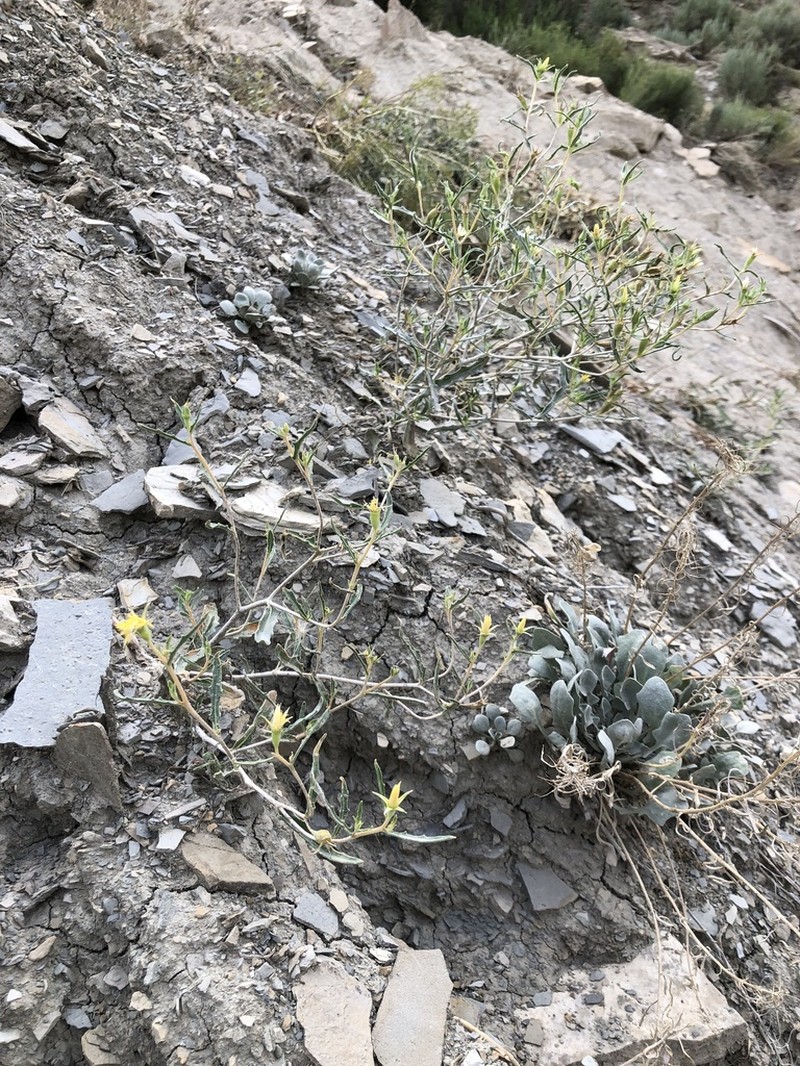 Colorado Blazingstar