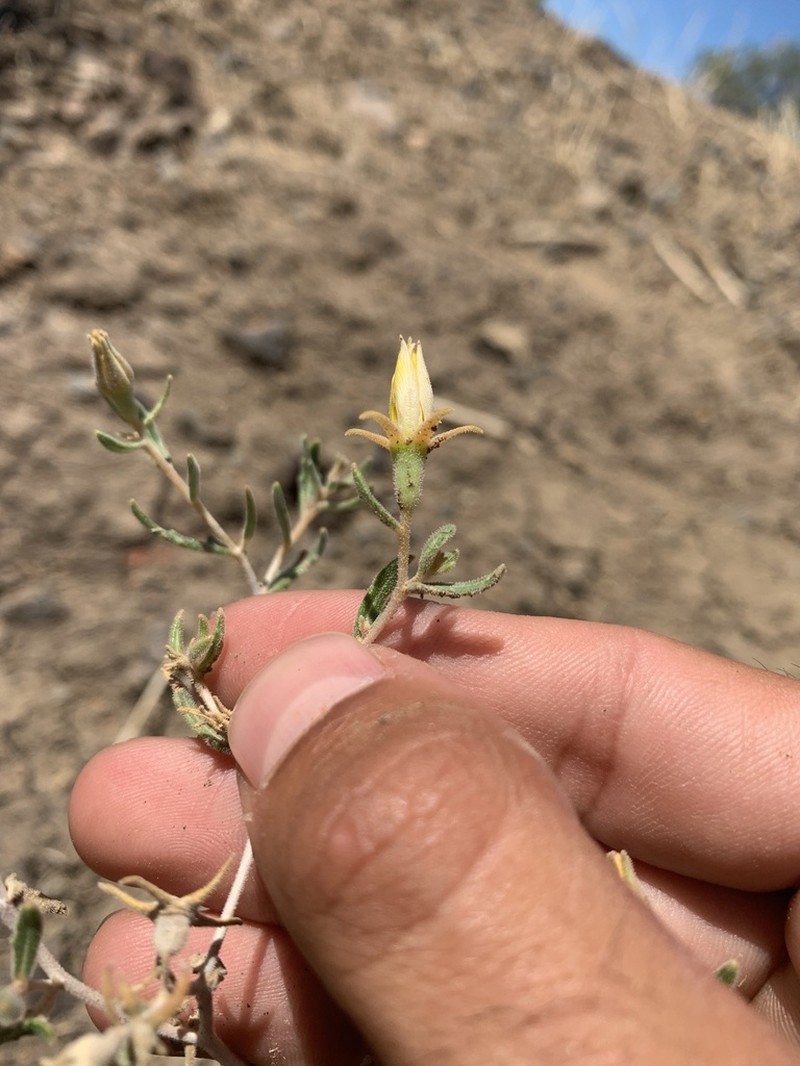 Colorado Blazingstar photo 2