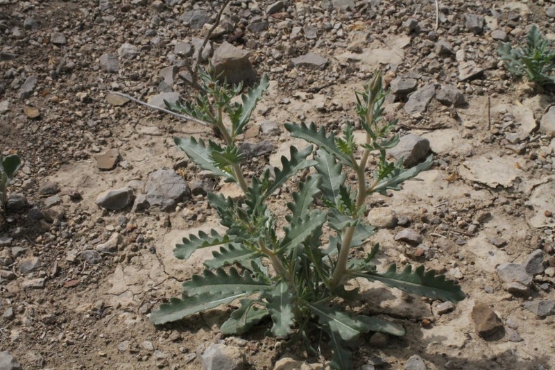 Mexican Blazingstar