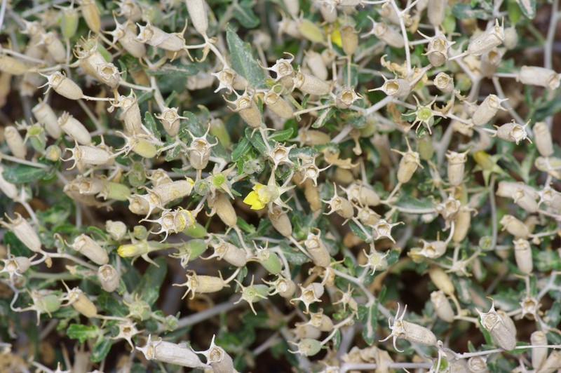 Mexican Blazingstar photo 2