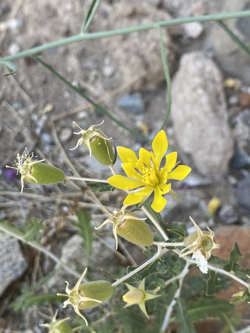 Mexican Blazingstar photo 3