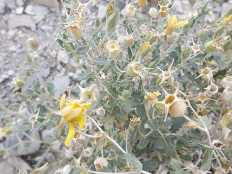 Mexican Blazingstar photo 4