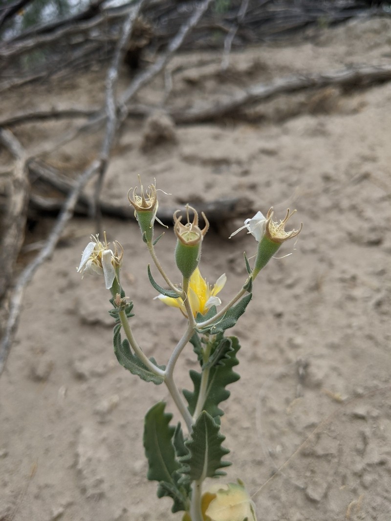 Mexican Blazingstar photo 5