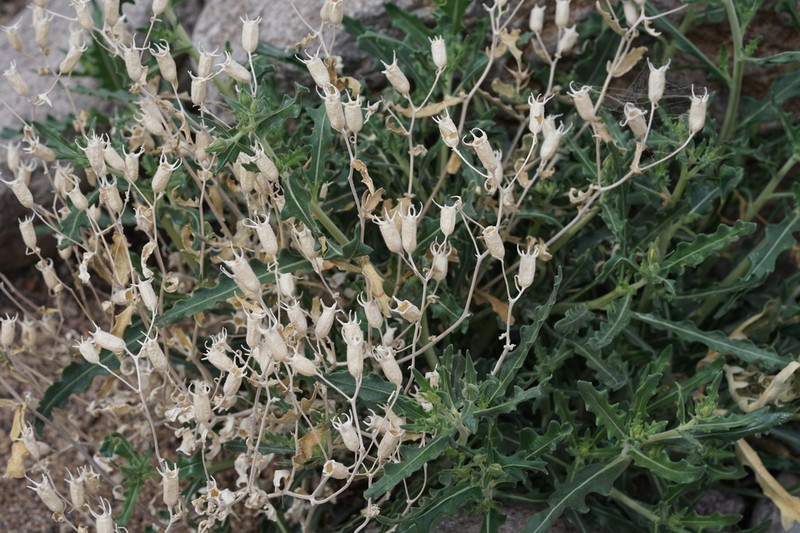 Mexican Blazingstar photo 6