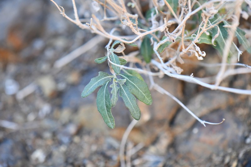 Mexican Blazingstar photo 7