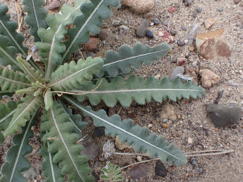 Mexican Blazingstar photo 8