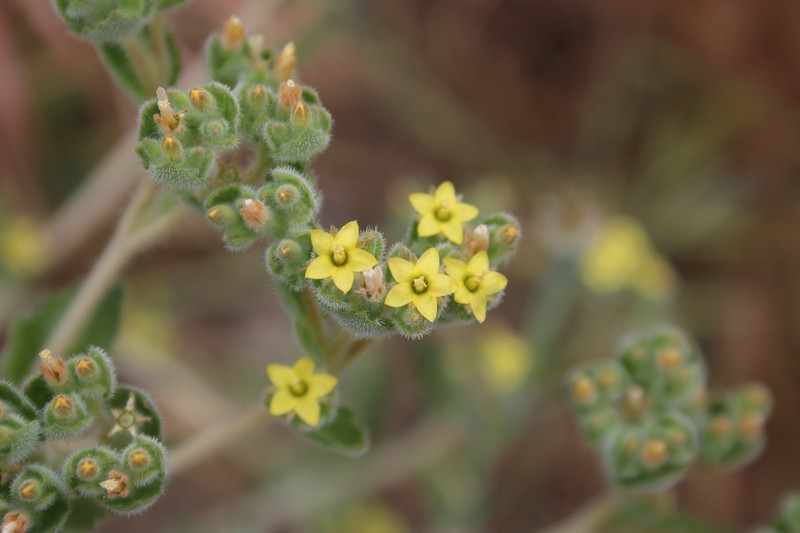 San Luis Blazingstar