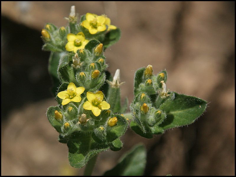 San Luis Blazingstar photo 4