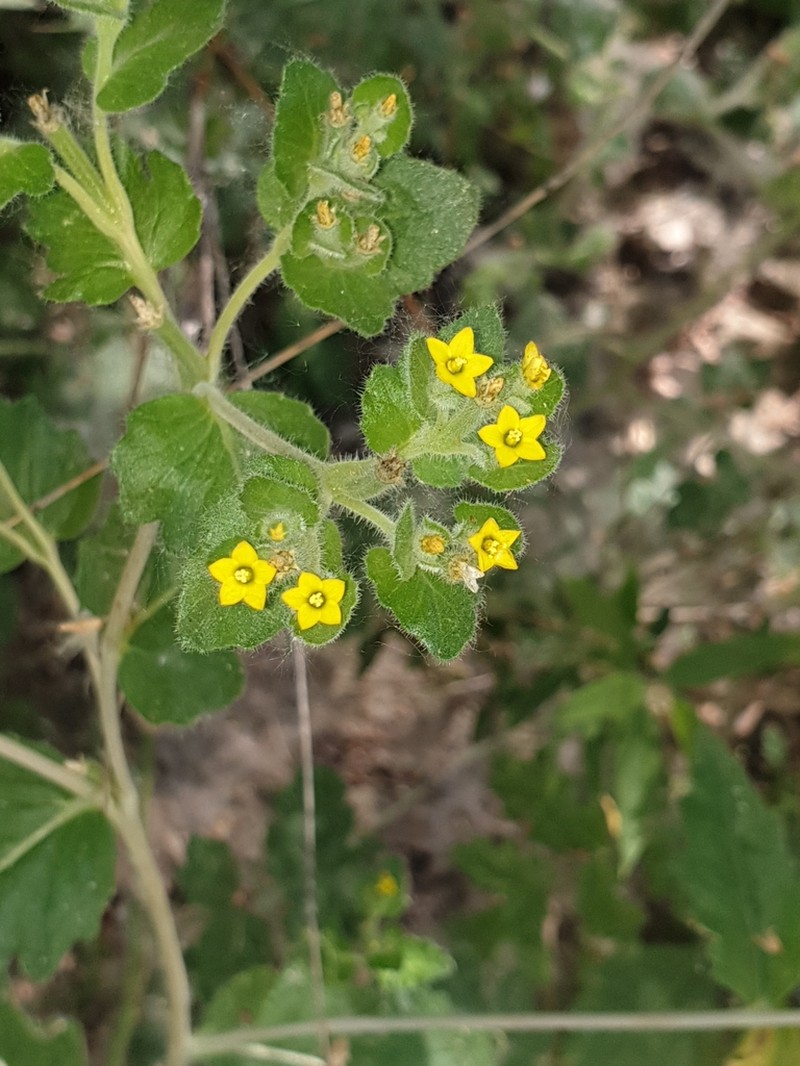 San Luis Blazingstar photo 5
