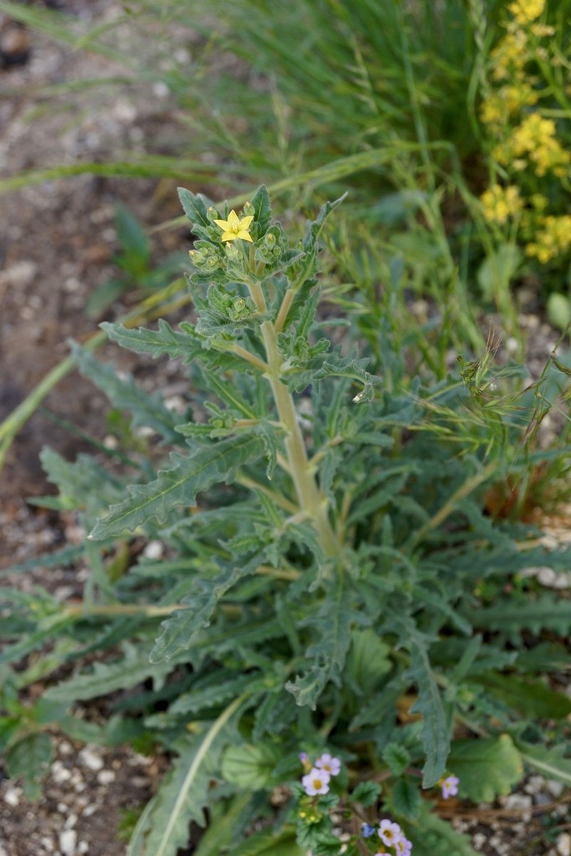 San Luis Blazingstar photo 6
