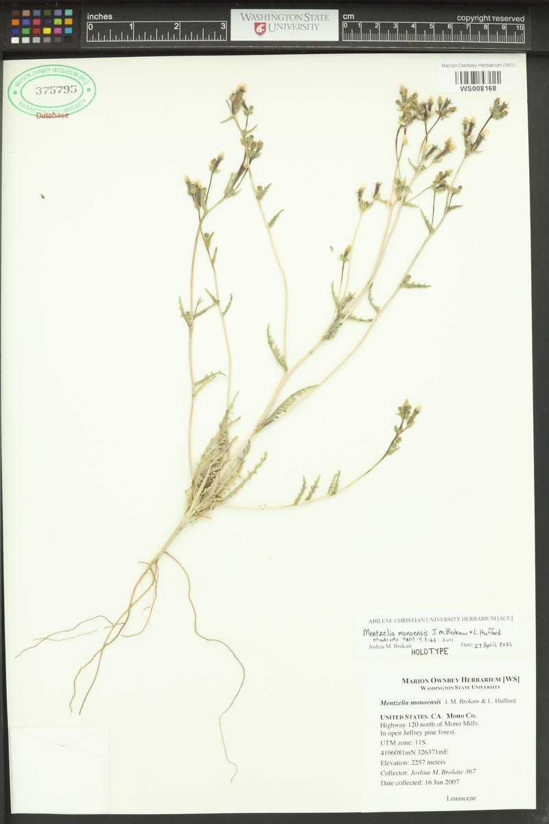 Mono Craters Blazingstar