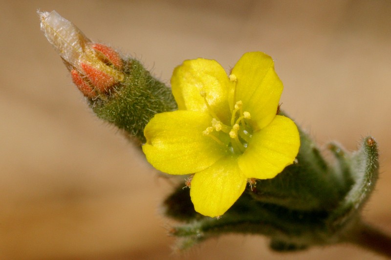 Variegated-Bract Blazingstar photo 2