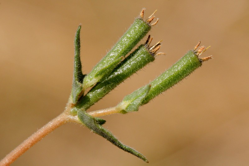 Variegated-Bract Blazingstar photo 3