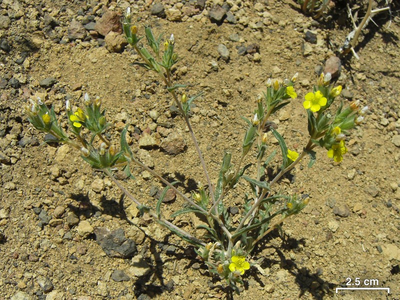 Variegated-Bract Blazingstar photo 4