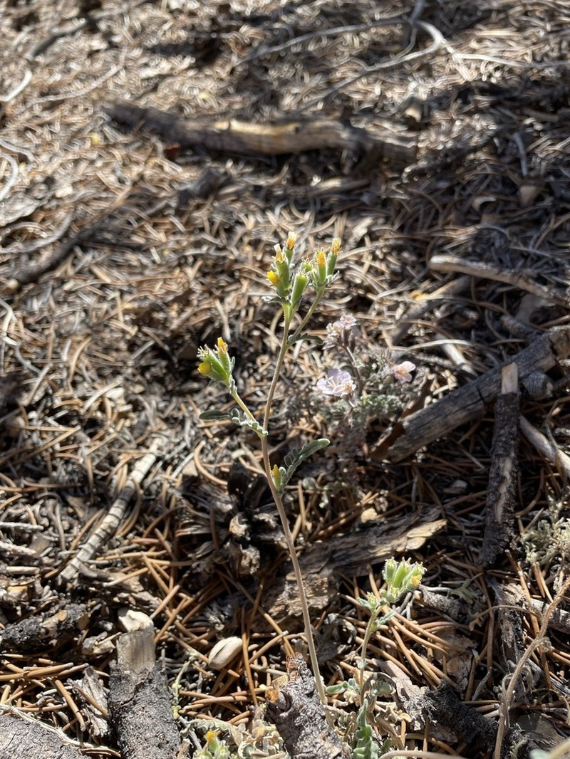Variegated-Bract Blazingstar photo 2