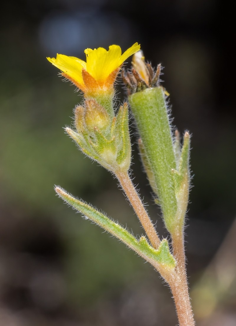Variegated-Bract Blazingstar photo 3