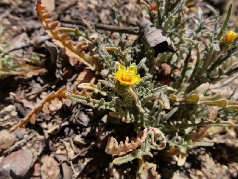 Variegated-Bract Blazingstar photo 4