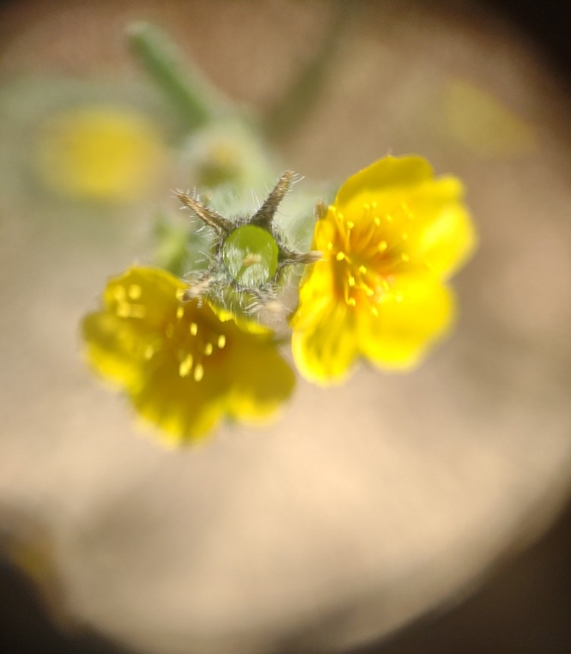 Variegated-Bract Blazingstar photo 5