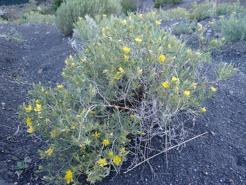 Manystem Blazingstar