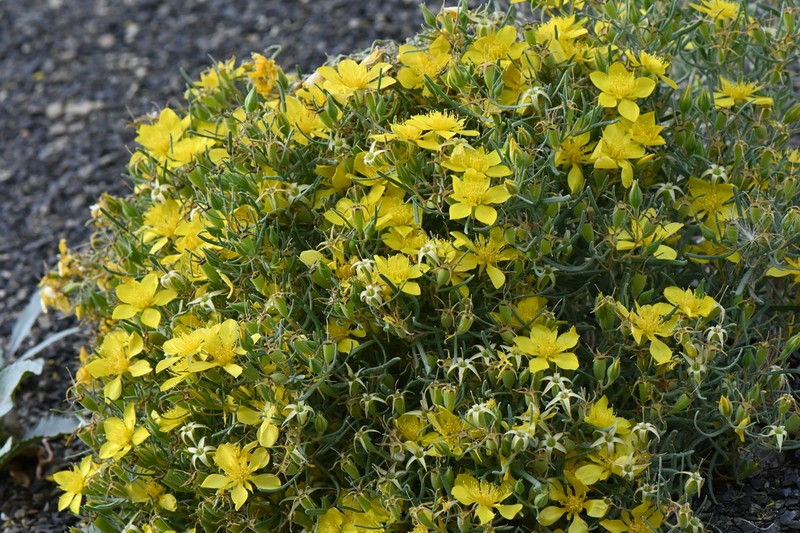 Manystem Blazingstar photo 2