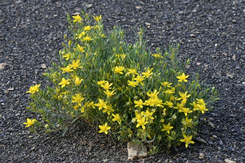 Manystem Blazingstar photo 3