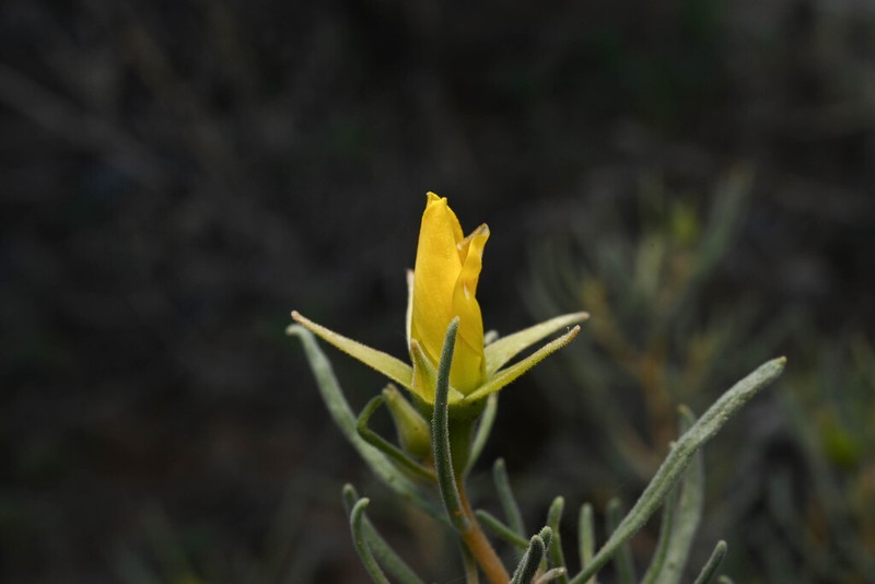 Manystem Blazingstar photo 4