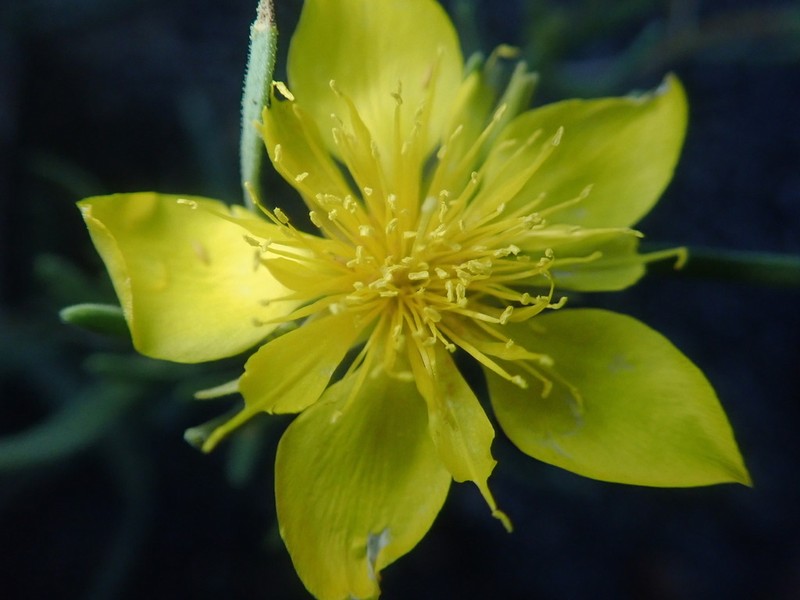Manystem Blazingstar photo 5