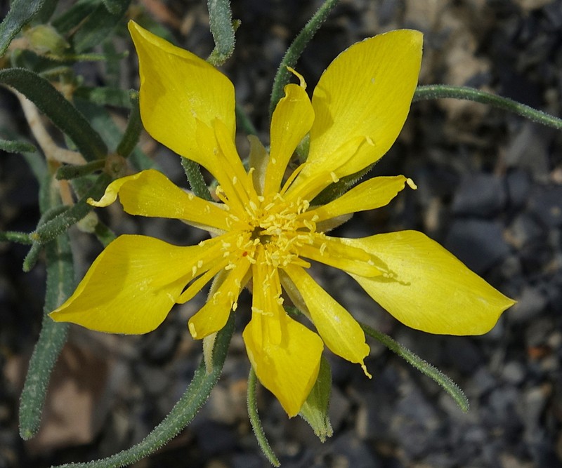 Manystem Blazingstar photo 6