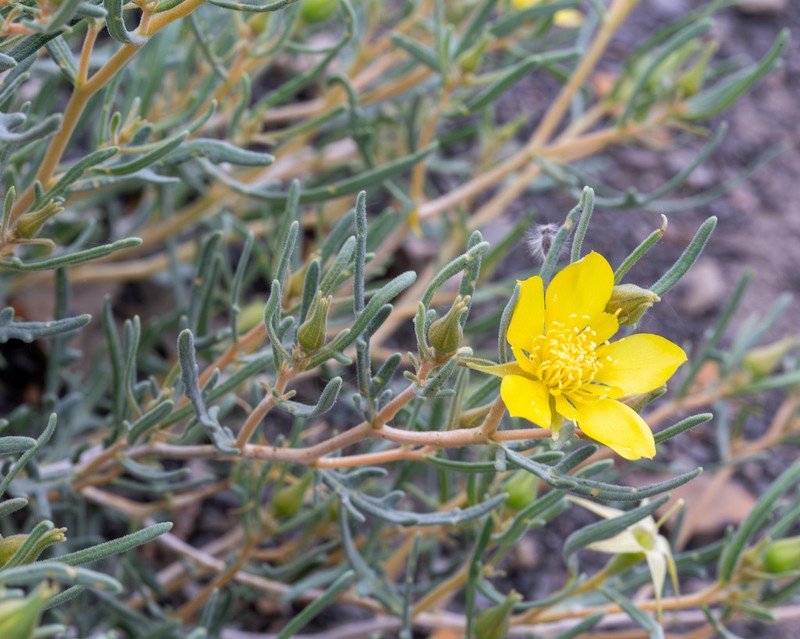 Manystem Blazingstar photo 7
